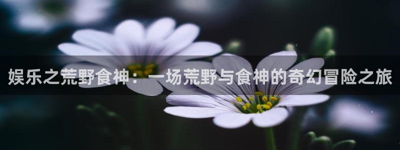 辉达娱乐网站：娱乐之荒野食神：一场荒野与食神的奇幻冒险之旅