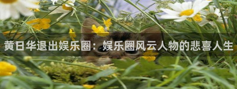 辉达娱乐平台管网入口