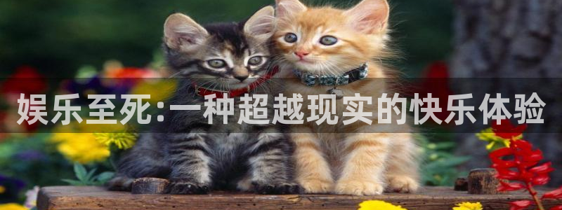 辉达娱乐.ccmpc登录：娱乐至死:一种超越现实的快乐体验