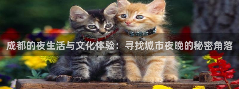 辉达注册官网入口：成都的夜生活与文化体验：寻找城市夜晚的秘密角落